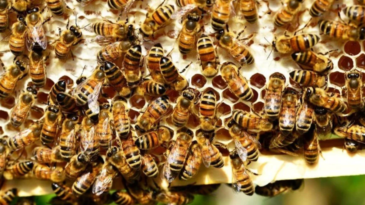 20 Mayıs Dünya Arı Günü: Yaşamı Taşıyan Kanatlar Tehlikede