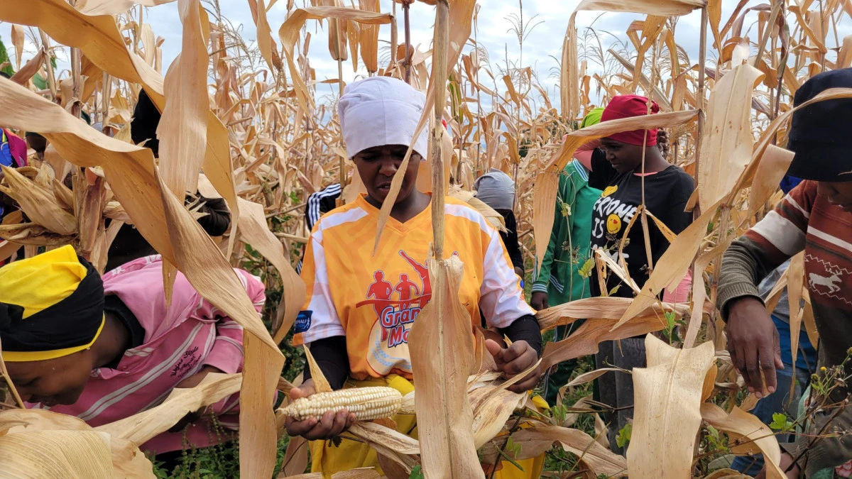 Tanzanya'da Çiftçiler Nane Nane Günü'nü Kutluyor
